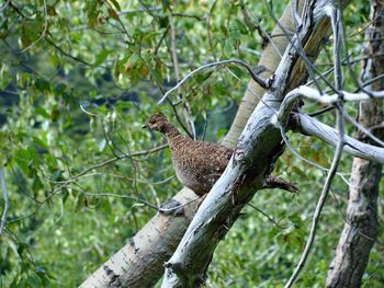 Bird perching on branch