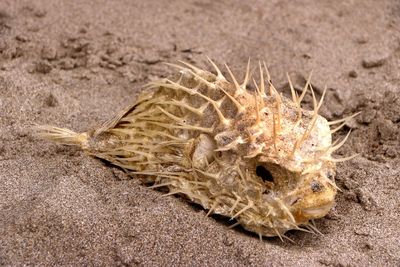 Close-up of dead fish on beach