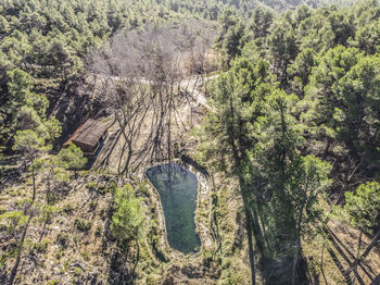 High angle view of trees in forest