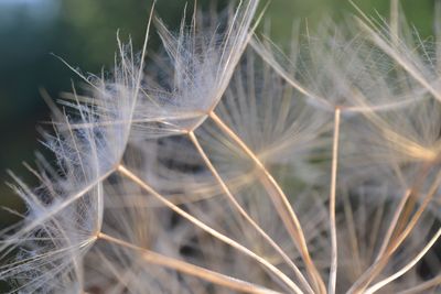 Close-up of dandelion 