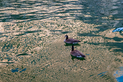 High angle view of bird on beach