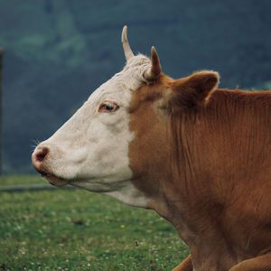 Brown cow portrait in the farm in the nature, cows in the meadow