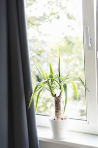 A green plant stands on a windowsill.