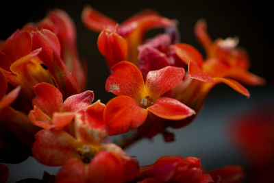 Close-up of red flowers