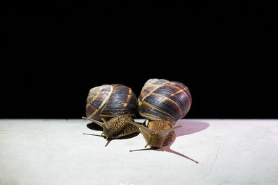 Close-up of snail on black background