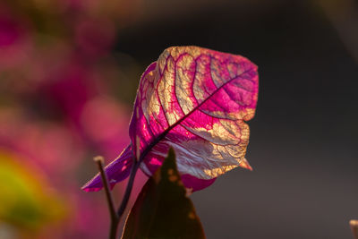 Close-up of wilted flower