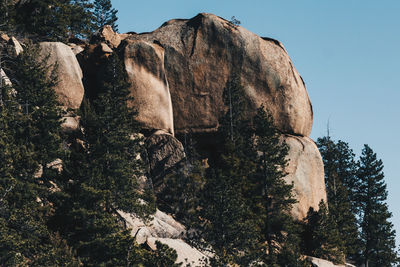 Close-up of shirtless tree against sky