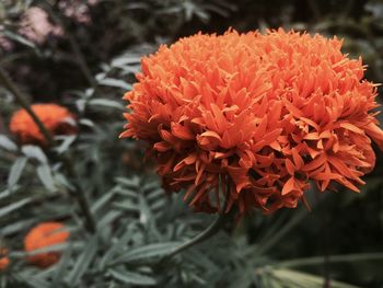 Close-up of orange flowers blooming outdoors