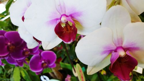 Close-up of pink flower