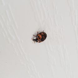 Close-up of ladybug on white