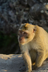 Monkey sitting on rock