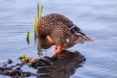 Duck swimming in lake