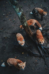 High angle view of foxes in a forest