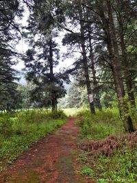 Footpath amidst trees in forest