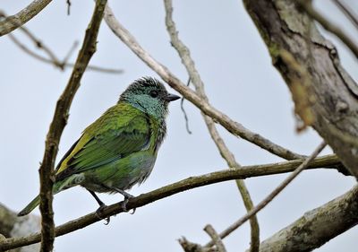 Low angle view of bird perching on branch against sky