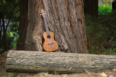 Close-up of guitar on tree trunk