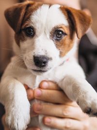 Close-up of hand holding puppy