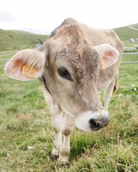 Portrait of cow on field