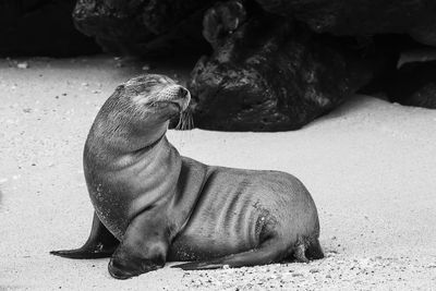 High angle view of sea lion on beach