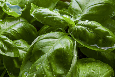 Full frame shot of fresh green plants