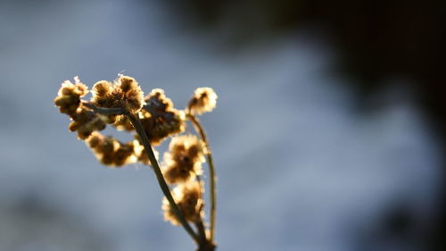 Close-up of plant against sky