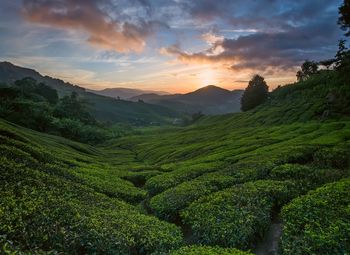 Scenic view of agricultural landscape against sky during sunset