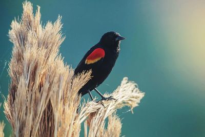 Close-up of bird perching against clear sky