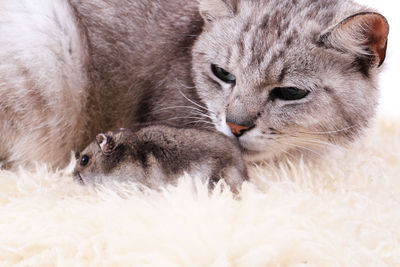 Close-up of a cat