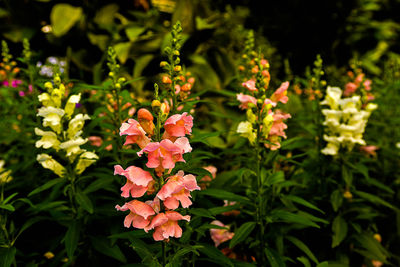 Close-up of flowers blooming outdoors