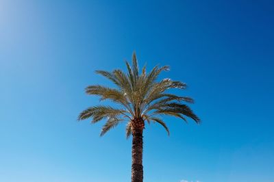 Low angle view of palm trees against clear blue sky