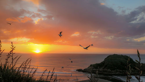 Silhouette birds flying over sea against sky during sunset