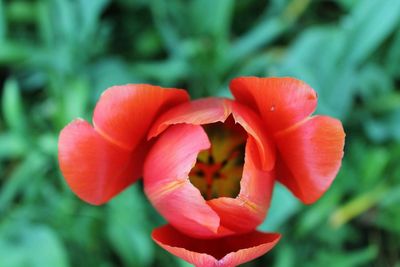Close-up of red flower