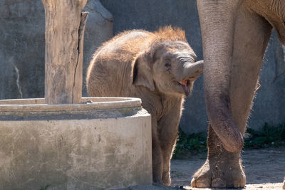 View of elephant in zoo