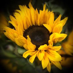 Close-up of yellow flower