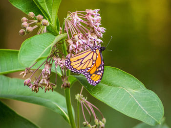 Close-up of butterfly pollinating on flower