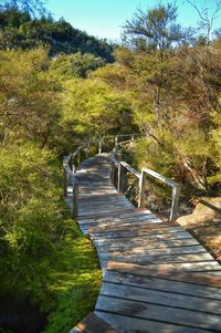 Narrow walkway along trees