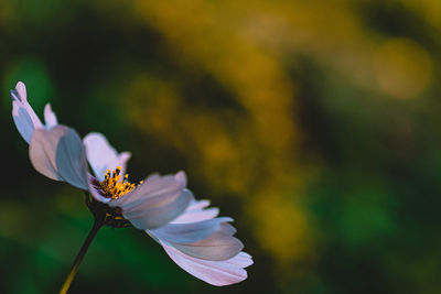 Close-up of white flowering plant