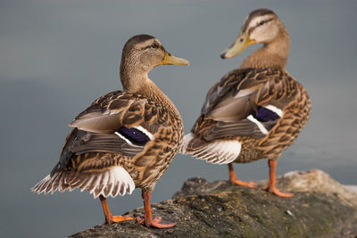 Wild duck swims in the lake