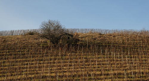 Plants growing on field against clear sky