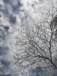 Low angle view of bare tree against sky