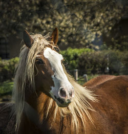 Close-up of horse on field