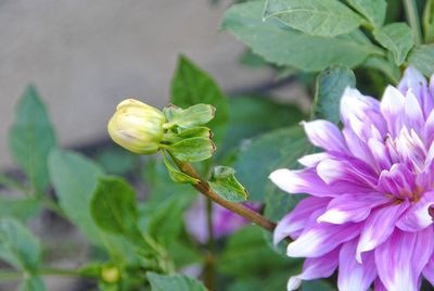 Close-up of purple flowering plant