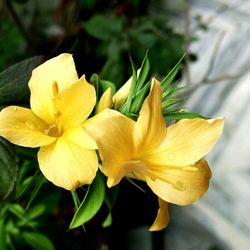 Close-up of day lily blooming outdoors