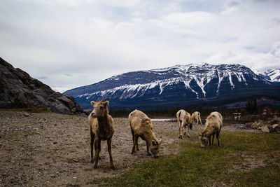 Horses on field by mountains against sky