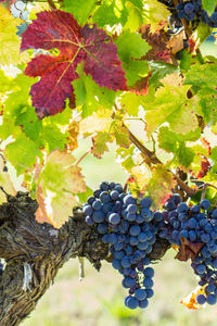 Close-up of grapes in vineyard