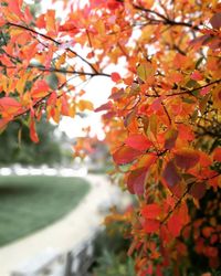 Close-up of maple tree during autumn