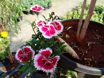 High angle view of pink flowers