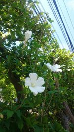 Close-up of white flowers