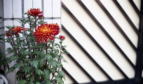 Close-up of potted plant