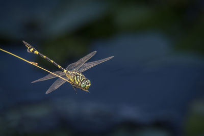 Close-up of butterfly